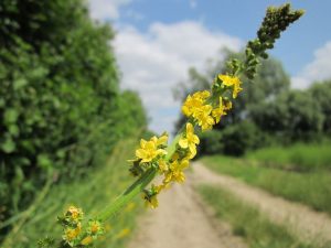 Agrimonia eupatoria
©WikimediaImages - Pixabay
