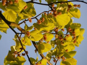 Fleur de hêtre (Fagus sylvatica)
©Hans - Pixabay