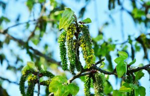 Fleur de Tremple (Populus tremula)
©congerdesign - Pixabay