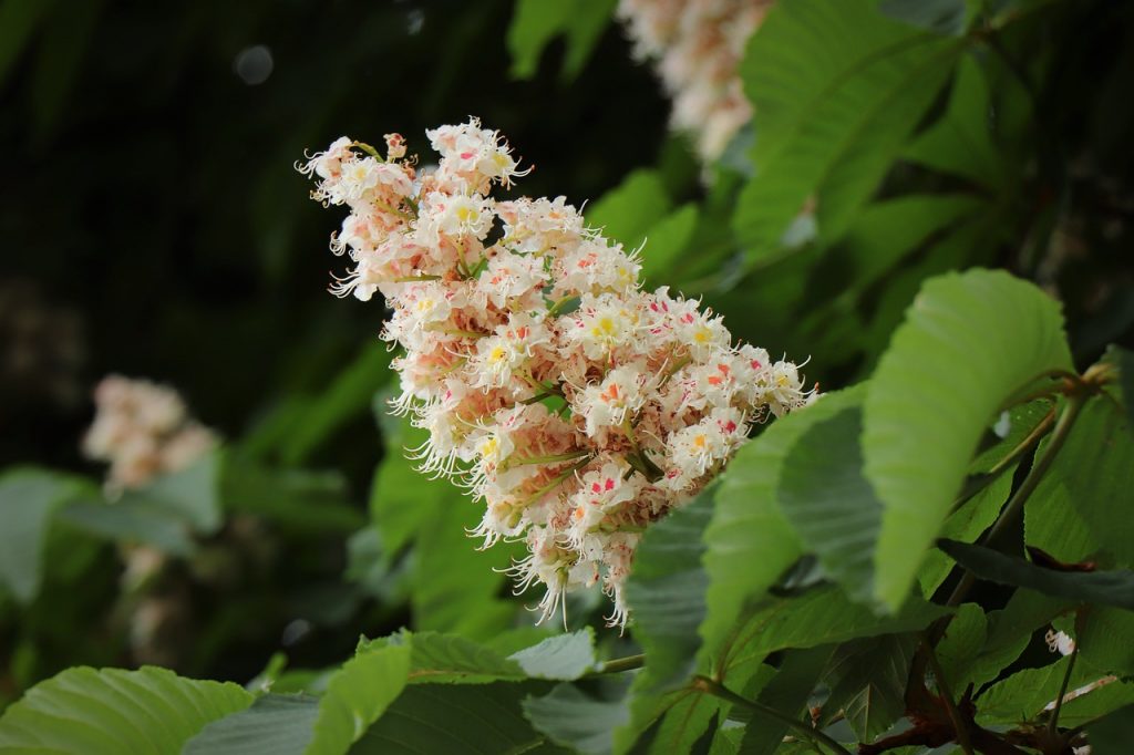 Fleur de marronnier blanc (aesculus hippocastanum )
© Goran Horvat - Pixabay