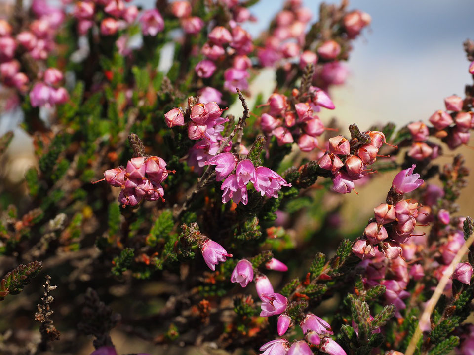 Fleur de bruyère (calluna vulgaris)
©Hans - Pixabay
