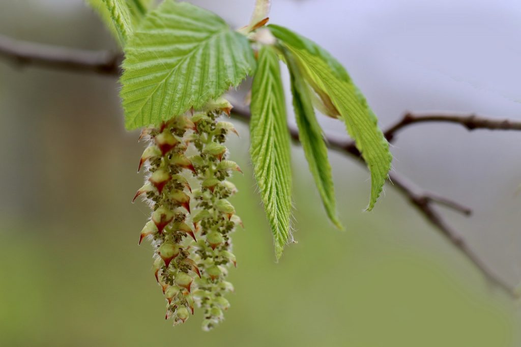 Fleur de charme (carpinus betulus)
©Annette Meyer - Pixabay