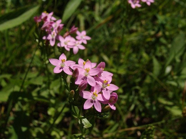Fleur de centaurée (centaurium imbellatum)
©Darja - Pixabay