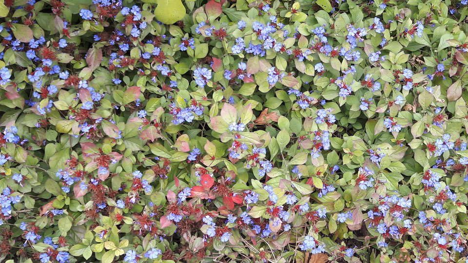 Fleur de plumbago cerato
©Claire Girard