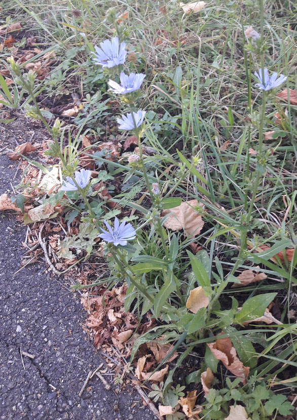 Fleur de chicorée
©Claire Girard