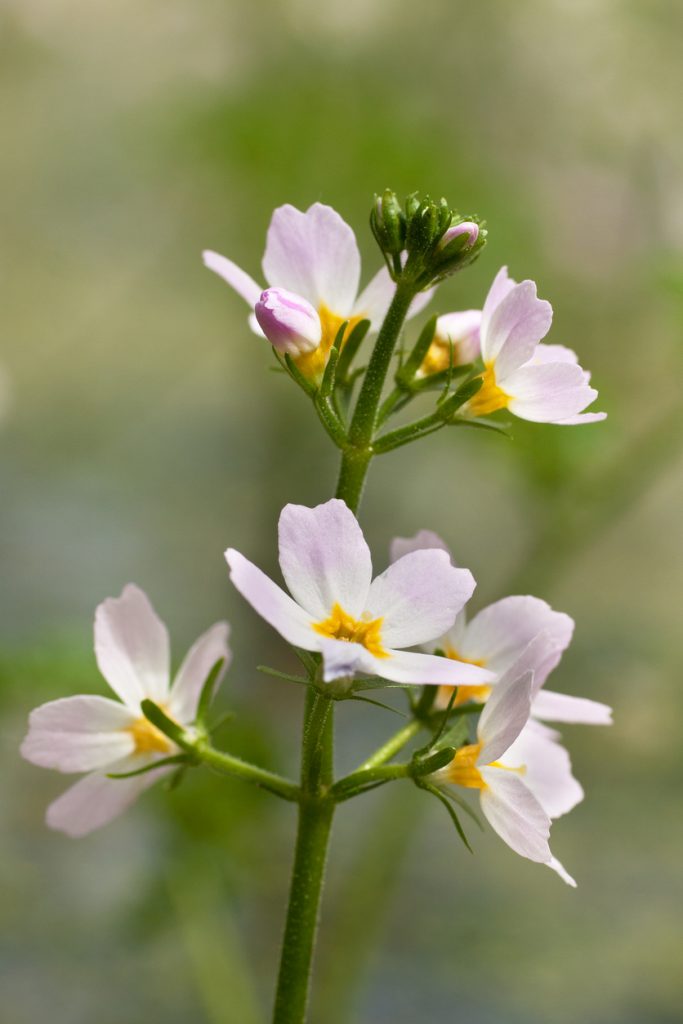 Fleur de Violette d'eau (hottonia palustris)
© JeanRee - istock