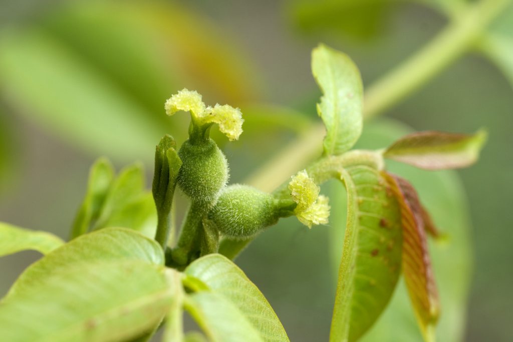 Fleur de noyer
©emer1940 - istock