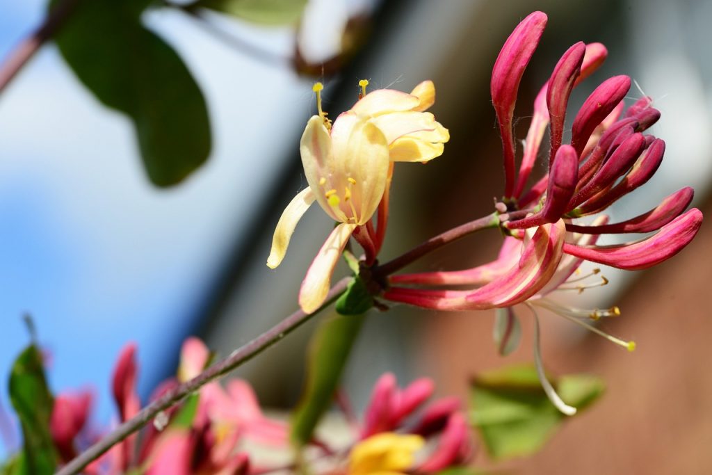 Fleur de chèvrefeuille (Lonicera caprifolium)
©PollyDot - Pixabay