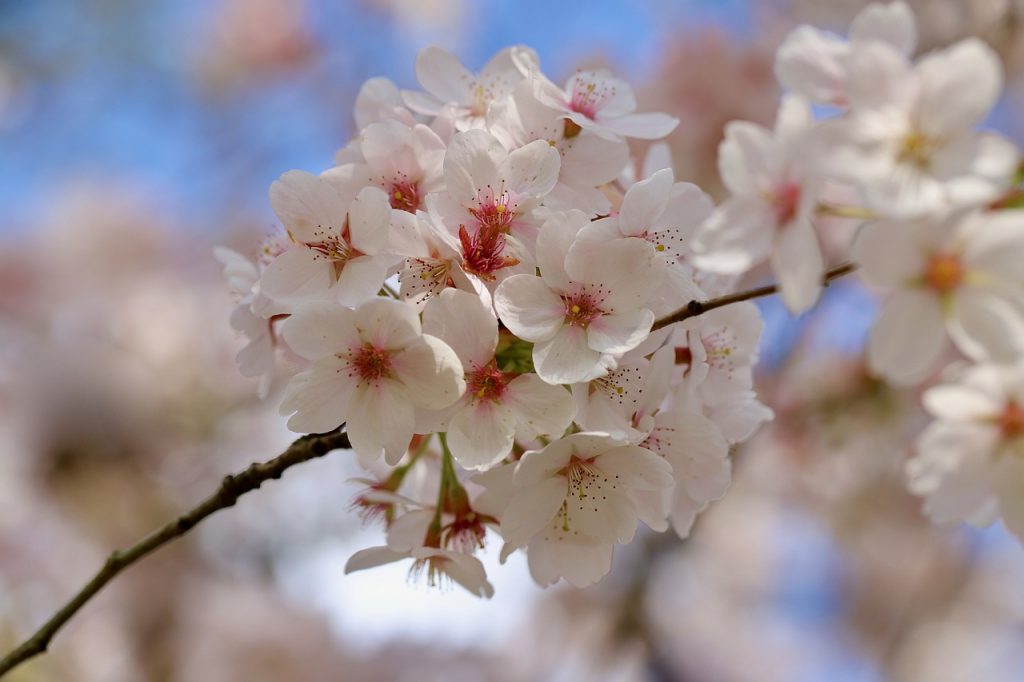 Fleur de prunier (prunus cerasifera)
©Annette Meyer - Pixabay
