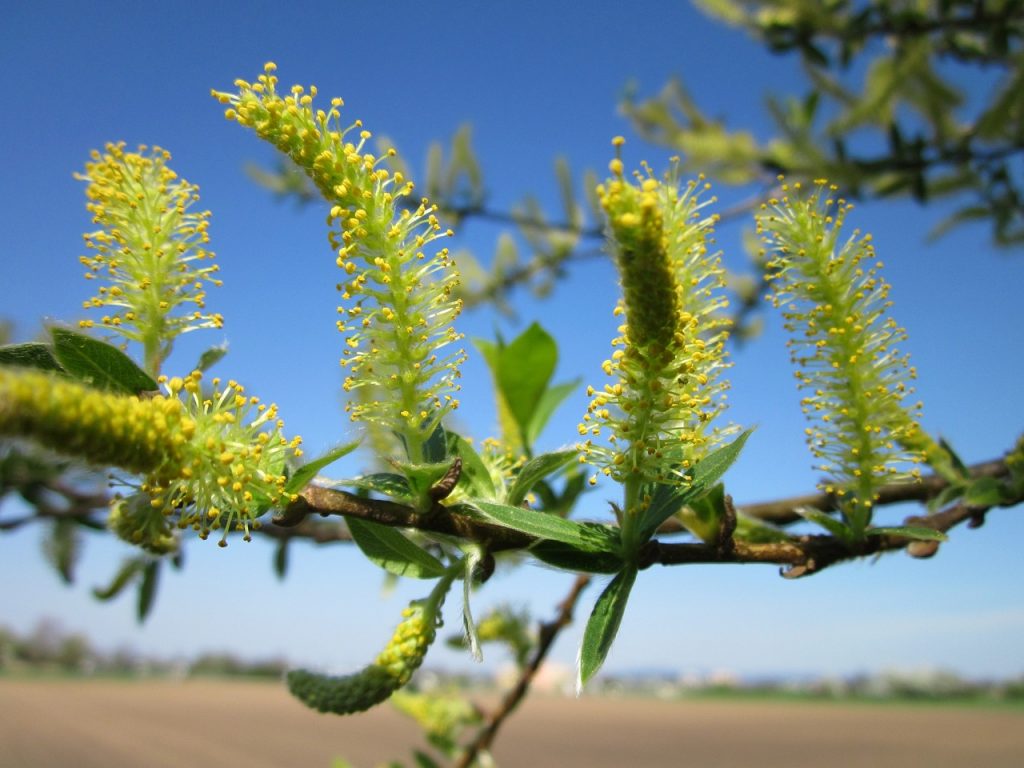 Fleur de Saule blanc (Salix vitellina ou alba)
© WikimediaImages - Pixabay