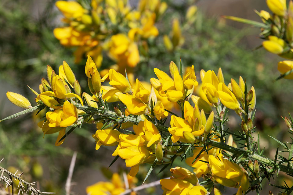 Fleur d'ajonc (ulex europoeus)
©Couleur - Pixabay