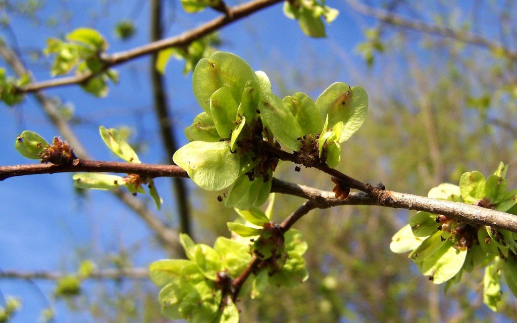 Fleur d'orme (ulmus procera)
©Anna Armbrust - Pixabay