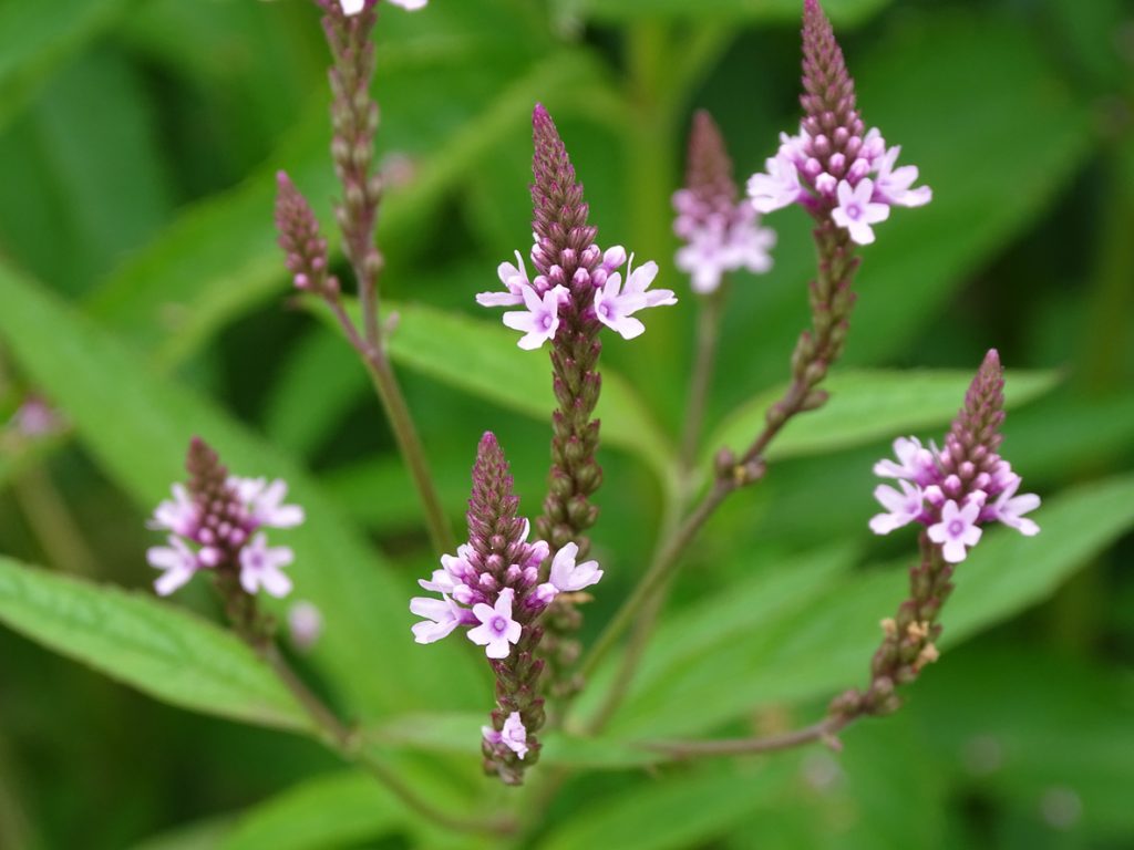 Fleur de verveine officinale
© Wirestock - istock