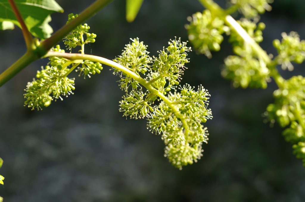 fleur de vigne (vitis vinifera)
©YuriyS - istock
