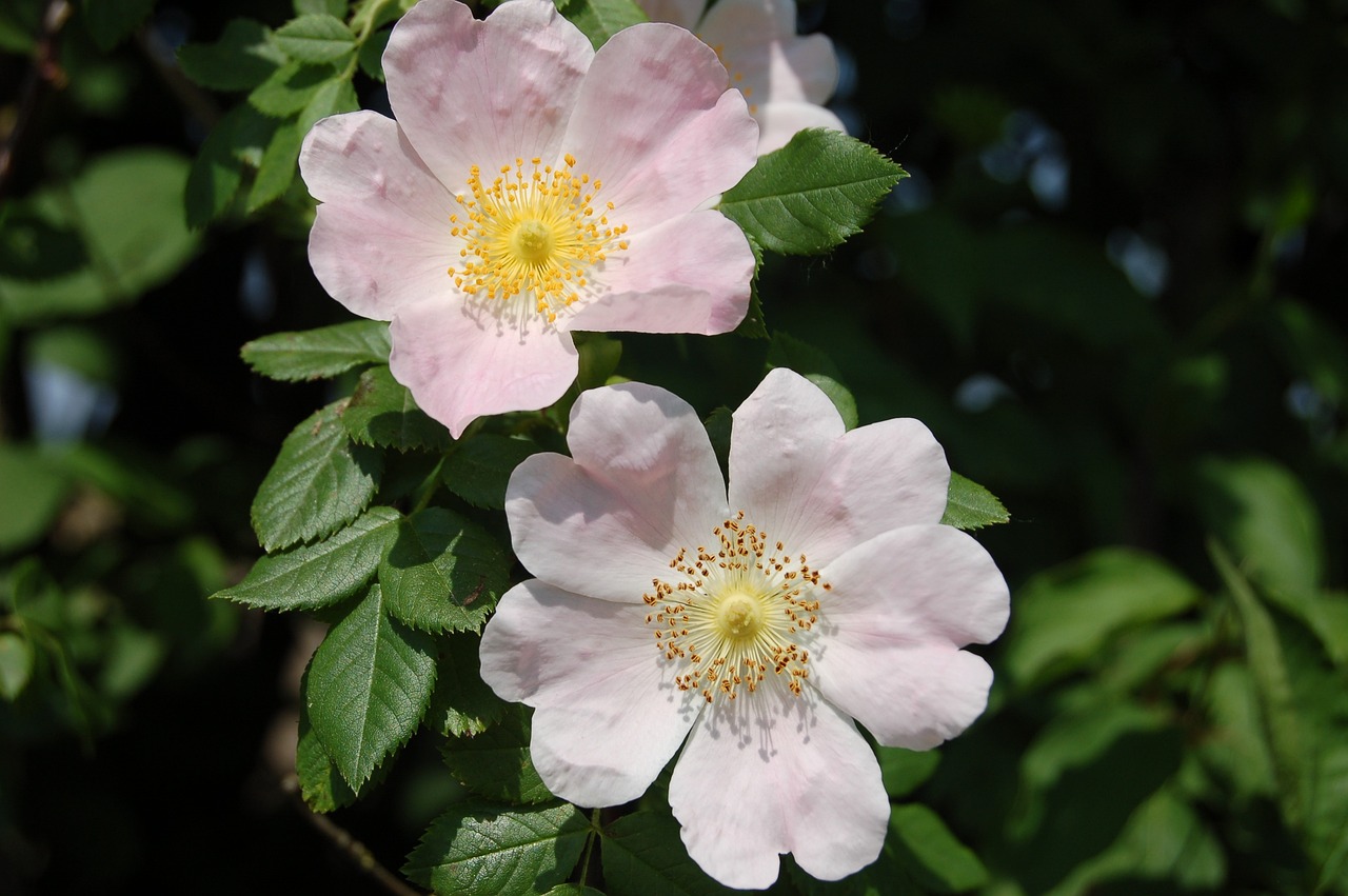 Fleur d'Eglantier
© Barbara808 - Pixabay