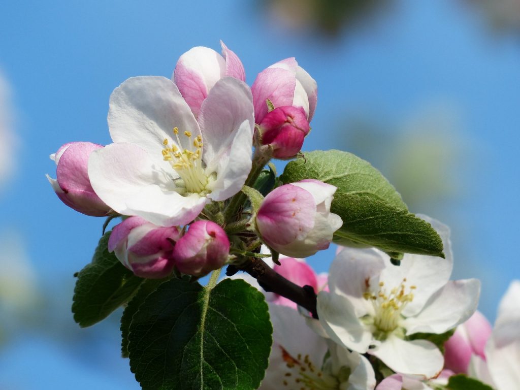 Fleur de pommier sauvage (malus pumila)
©Hans - Pixabay