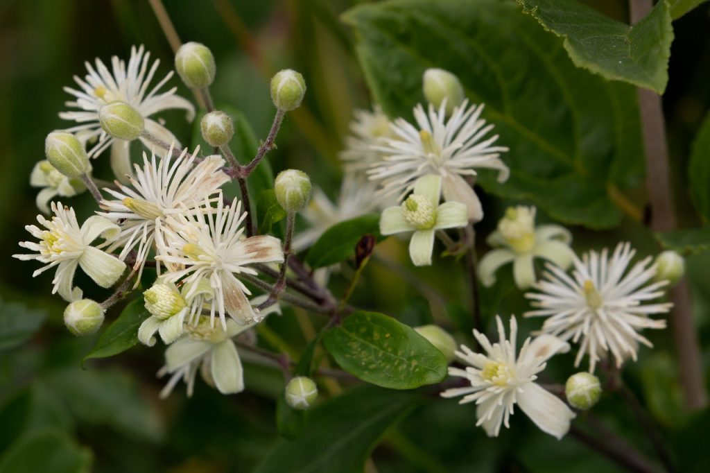 Fleur de clématite (clematis vitalba)
©Kev - Pixabay
